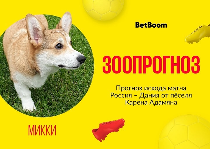 Корги Микки не верит в победу России в матче с Данией на ЕВРО Корги Микки не верит в победу России в матче с Данией на ЕВРО